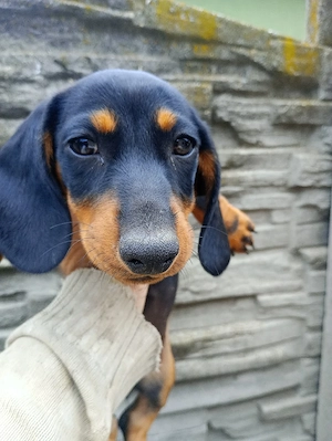 vând căței rasa teckel.  Dachsund. - imagine 5