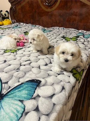 Bichon matez