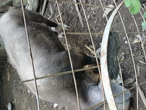 Porc duroc cu landras 