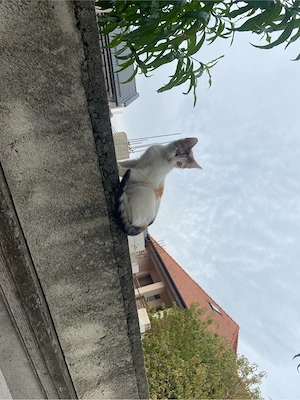 Pisicuta in varsta de 2 luni pentru adoptie - imagine 2