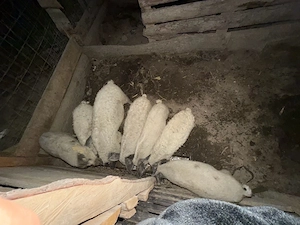 vand porci mangalita 