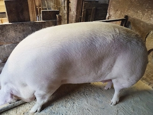 Scroafa de vanzare 