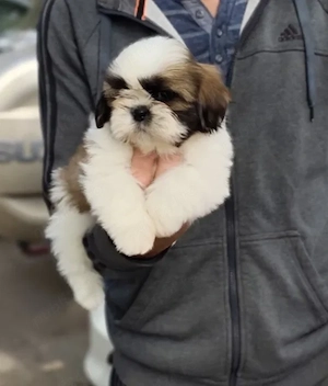 Shihtzu Canisă autorizată  - imagine 2