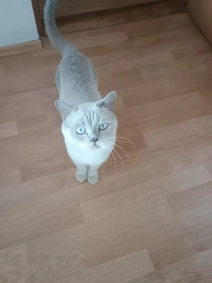 British shorthair 