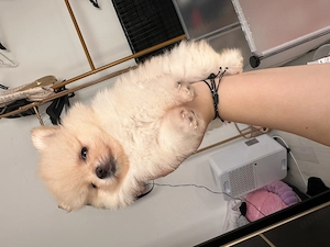 Pui pomeranian masculi - imagine 5