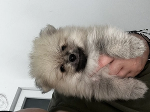 Pui pomeranian masculi - imagine 2
