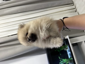 Pui pomeranian masculi - imagine 3