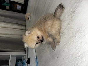 Pui pomeranian masculi