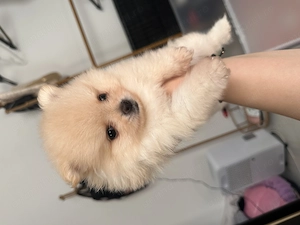 Pui pomeranian masculi - imagine 4