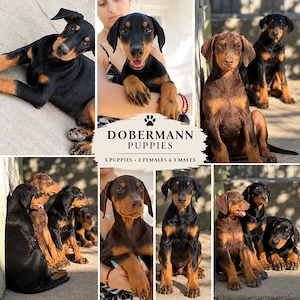 Pui Dobermann nerăbdători în găsirea unor familii iubitoare 