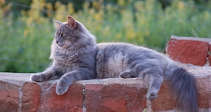 Vând pisica Maine Coon - imagine 4