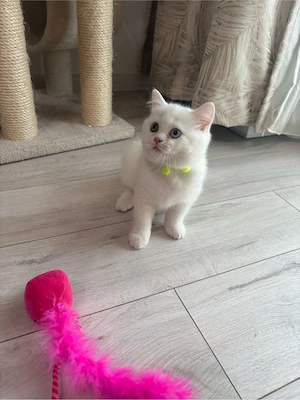 british Shorthair