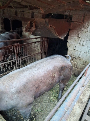 porci de carne