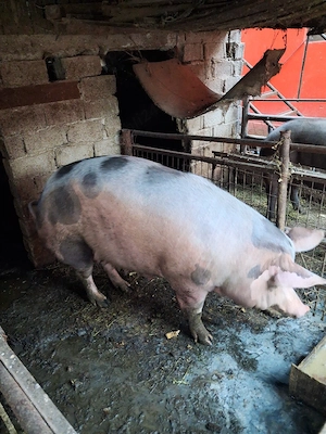 porci de carne - imagine 5