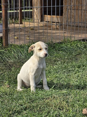 URGENT Dau spre adoptie catei talie mica. - imagine 4