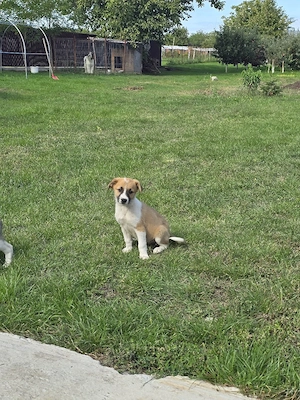 URGENT Dau spre adoptie catei talie mica - imagine 4
