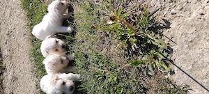 Bichon havanez