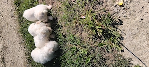 Bichon havanez - imagine 3
