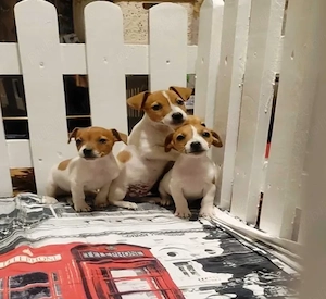 Jack Russel Terrier Canisă autorizată  - imagine 4