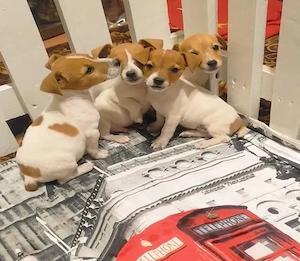Jack Russel Terrier Canisă autorizată  - imagine 3