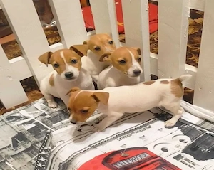 Jack Russel Terrier Canisă autorizată 