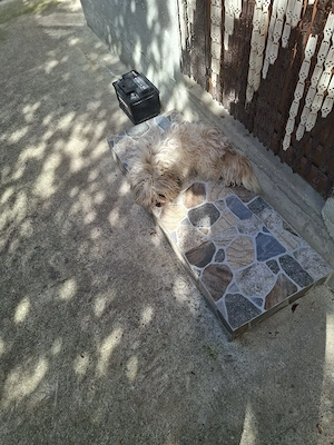 vind Bison 