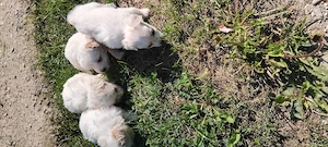 Bichon havanez - imagine 3