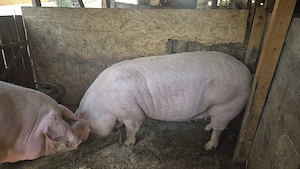 Porci de carne  - imagine 2