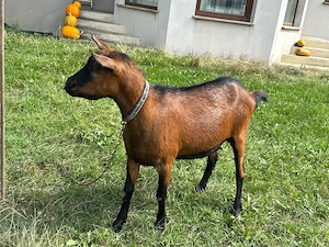 vand capre, tapi iezi rasa alpin  franceza fara coarne  - imagine 5