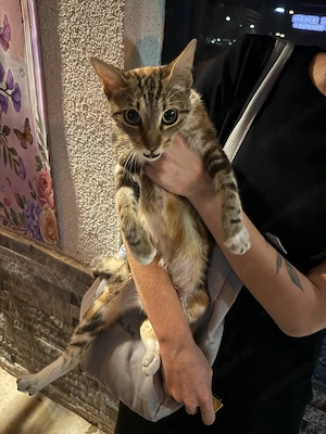 Pisica de casa spre adopție  - imagine 2