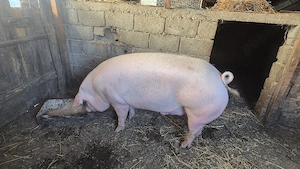 Porci de carne  - imagine 3