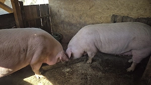 Porci de carne 