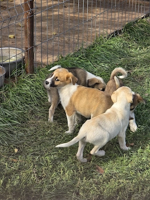 URGENT Dau spre adoptie catei talie mica.