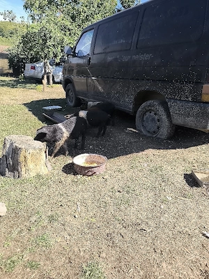 schimb purcei cu struguri 