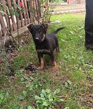 Ciobănesc german 