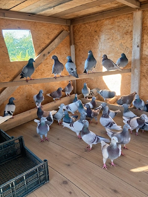 Porumbei voiajori 