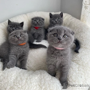british shorthair scottish fold rasa pura - imagine 5