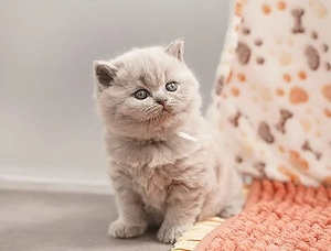 British shorthair cu pedigree  - imagine 2