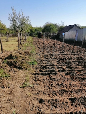 Proprietate deosebită 2200 mp cu livadă și casă   zonă liniștită Gorj - imagine 4