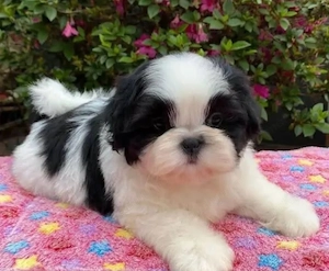 Shitzu shih tzu baietel