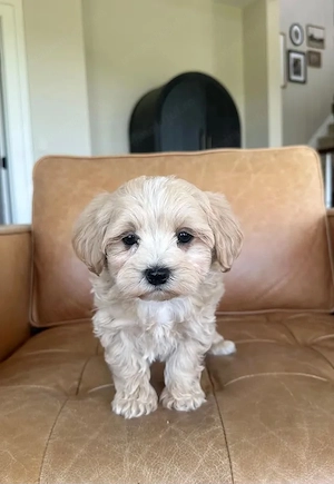 Maltipoo fetițe superbe 