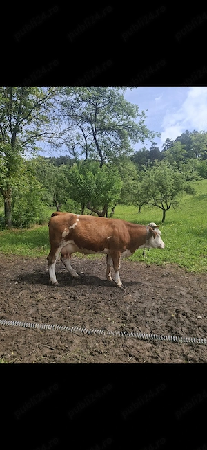 de vanzare vaca la a 3 a fătare - imagine 3