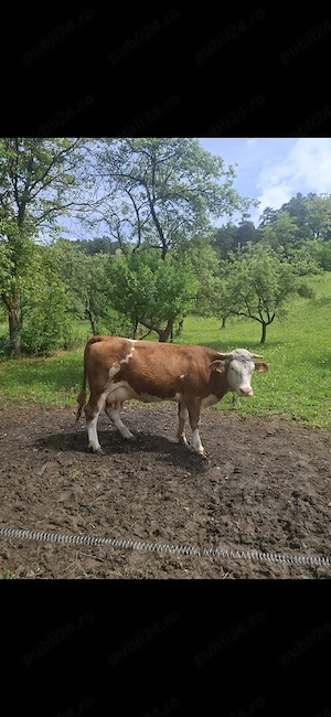 de vanzare vaca la a 3 a fătare