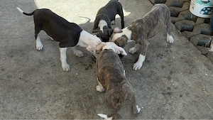 puiuti amstaf blu merle 