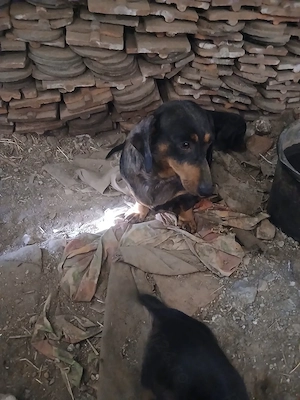 Cățeluși Teckel German născuți din Arlechin 