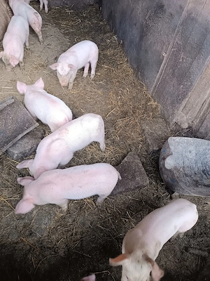Porci toate categoriile  - imagine 4