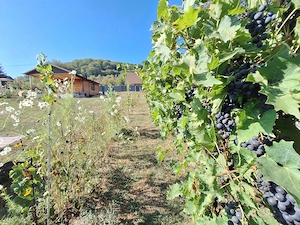 Teren 1500 mp intravilan + cabana rustica Sighisoara