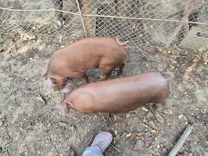 Purcei duroc de vanzare