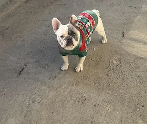French bulldog  - imagine 4