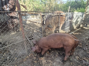 Purcei duroc de vanzare